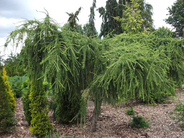 Larix decidua 'Pendula'